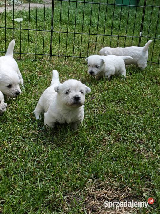 Szczenięta West Highland White Terrier terrier West Highland White Terrier Gościszewo