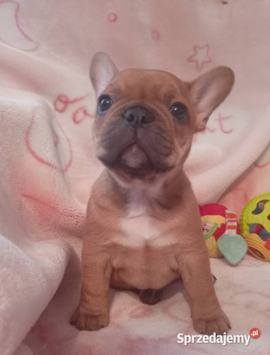 Buldog francuski Buldog Legionowo