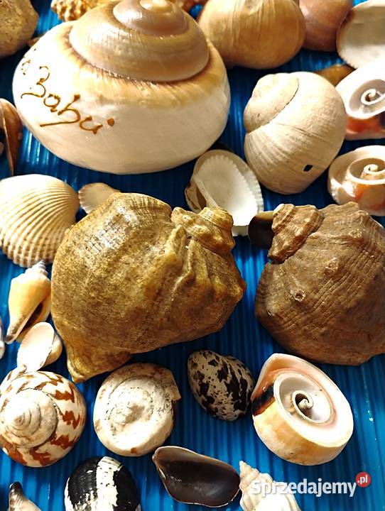 duży zestaw muszli