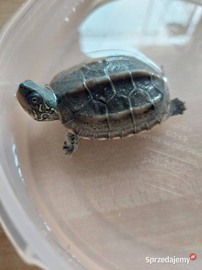 Żółw wodno lądowy z wyposażonym terrarium