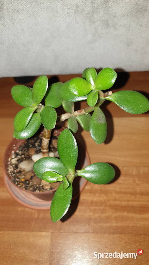 Grubosz crassula drzewko szczęścia 2 Warszawa sprzedam