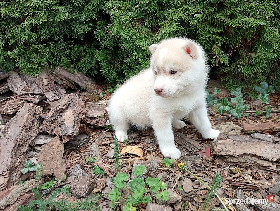 Siberian husky boy śląskie Racibórz