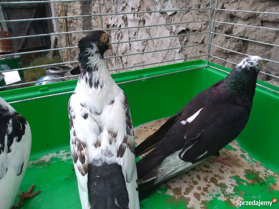 Zamojskie Ptaki lubelskie Krasnystaw