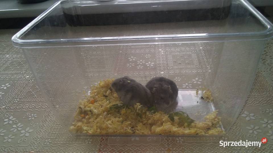 serdecznie mam na sprzedaż chomiki Dżungarskie Trzcianka