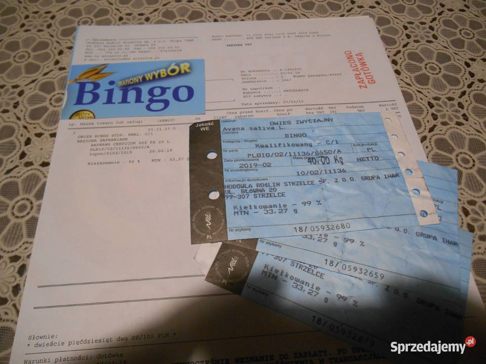 Owies Bingo z centrali Daszyna sprzedam