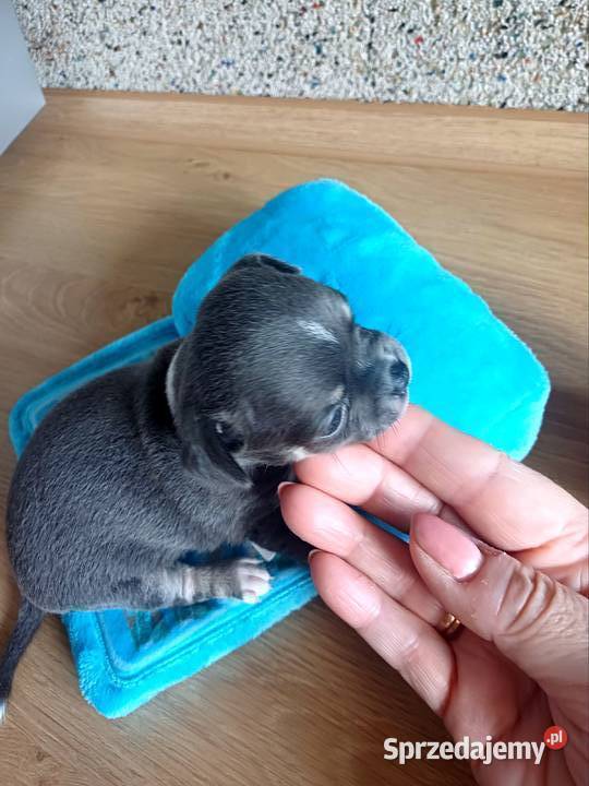 Niebieska Ziawjskowa Dziewczynka Chihuahua Zgierz