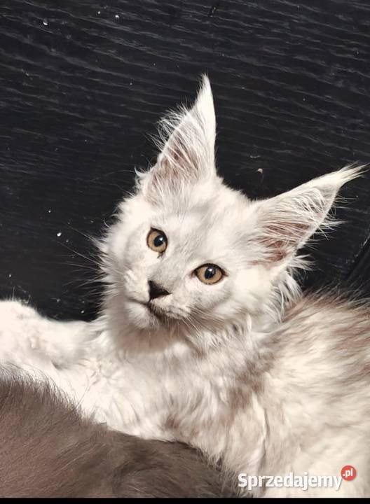 Rezerwacja Maine Coon Kcynia
