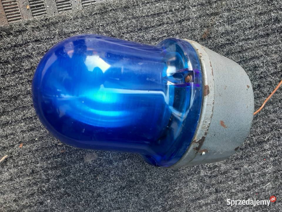 Kogut niebieski z PRLu Miłków