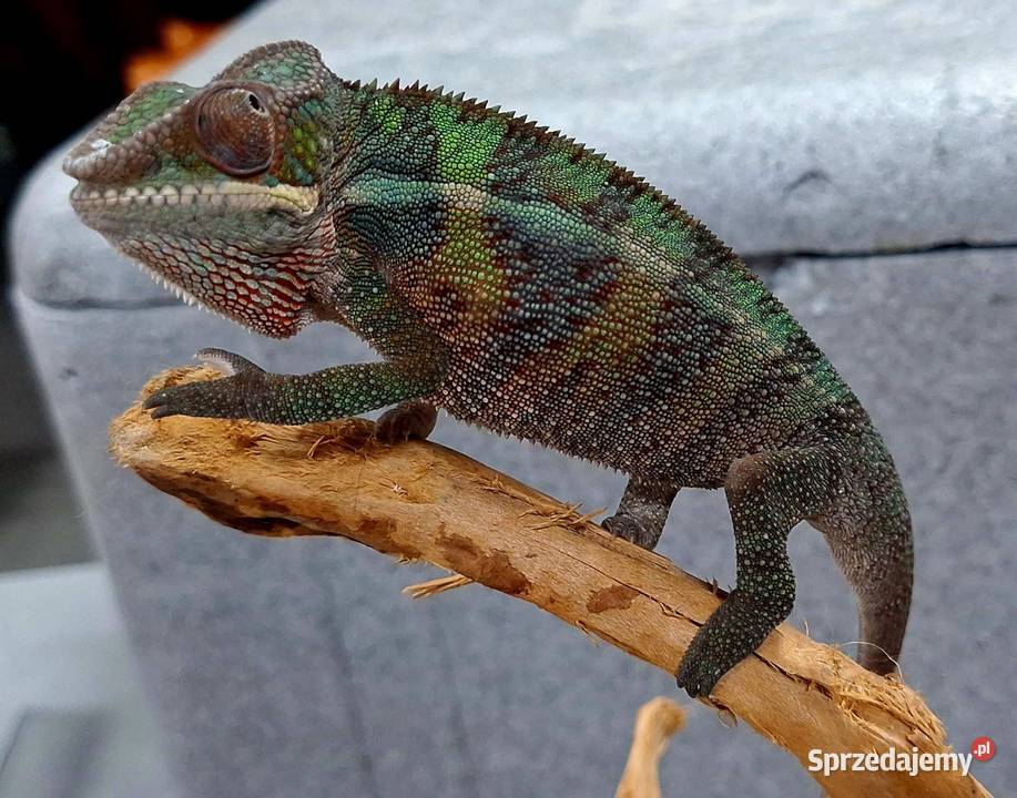 Kameleon lamparci samiczka Wołomin