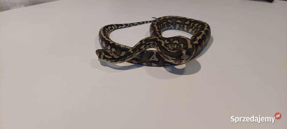 Morelia Spilota Samiec Tychy