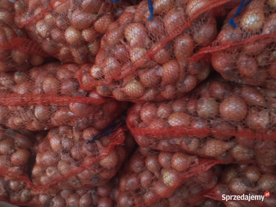 Szczypiorowka Pozostałe Miączyn