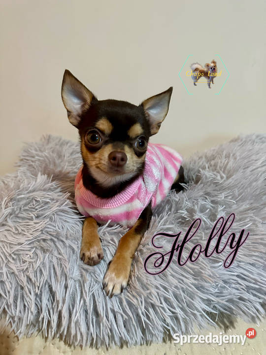 Chihuahua suczka z rodowodem chocolate tan Skarżysko-Kamienna
