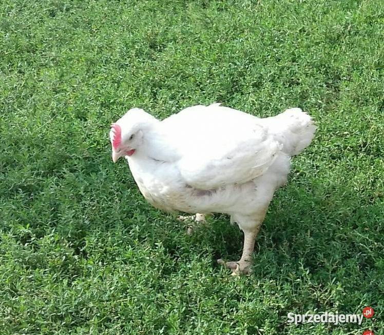 Sprzedaż kurczaków Brojler podkarpackie Iskań
