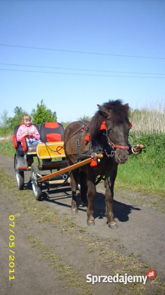 KLACZ KUCA SZETLANDZKIEGO Pleszew