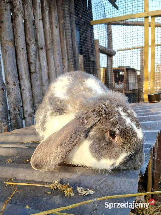 Sprzedam samca baran francuski