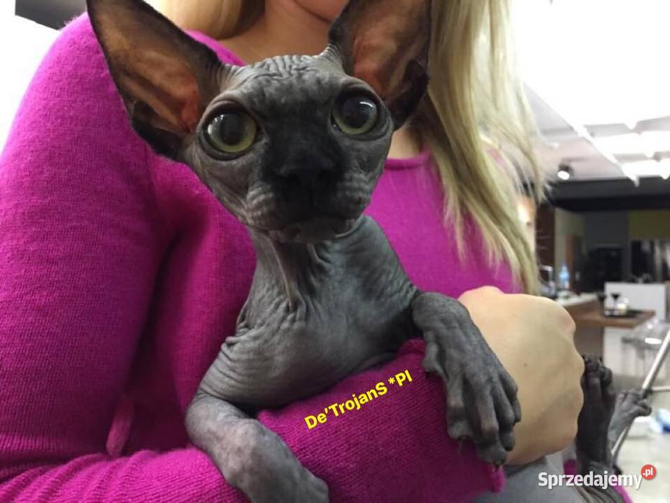 Czarne Niebieskie Białe Kociaki Szuka kocha też Warszawa