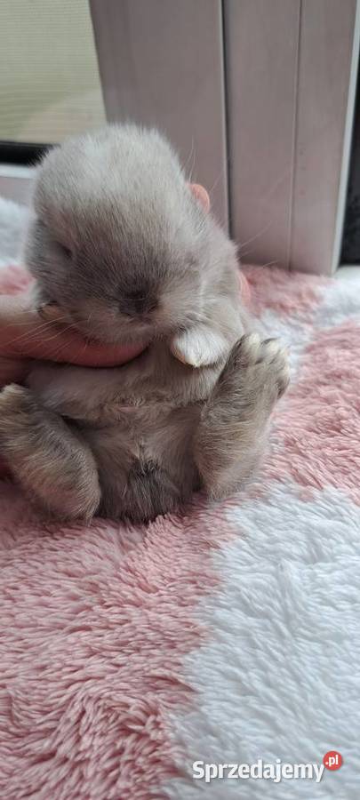 Króliczki mini lop Miejska Górka