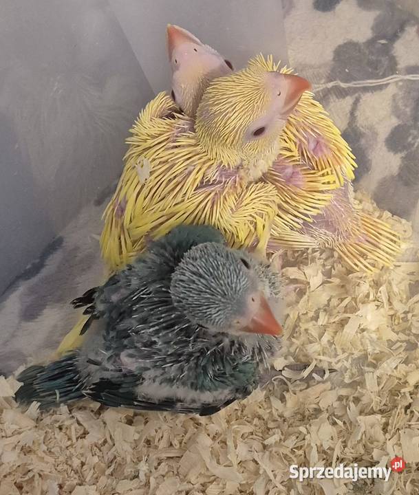 Aleksandrietta obrozna recznie karmiona Mysłowice