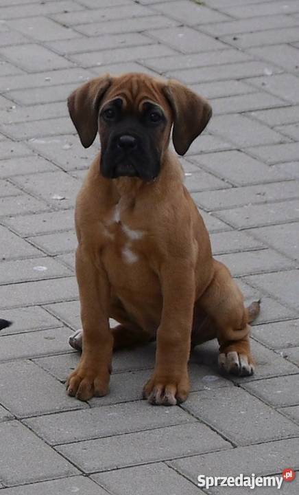 Cane corso Piaski