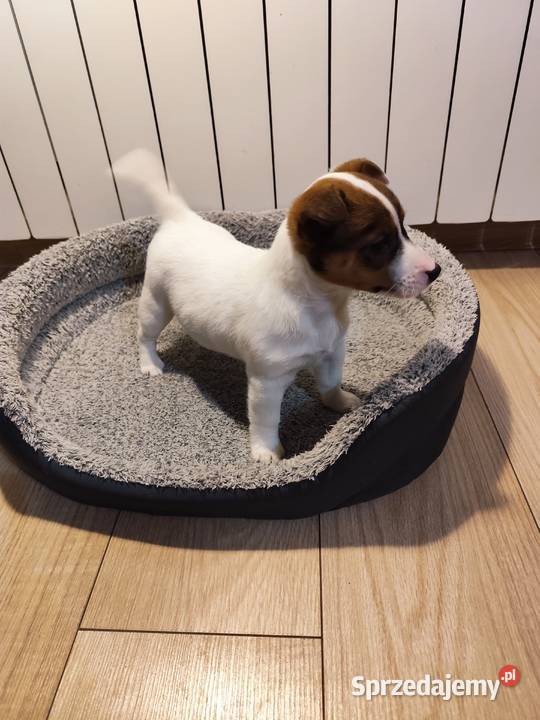 Jack Russell terrier Jack Russell Terrier Piątek