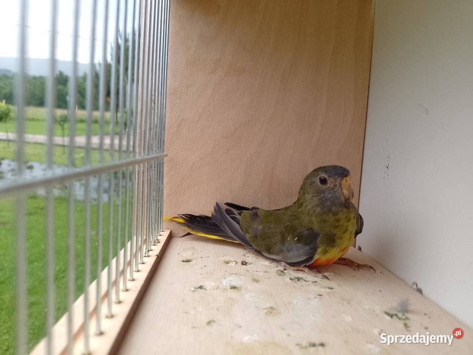 Papugi Łąkowki Wspaniałe Bochnia