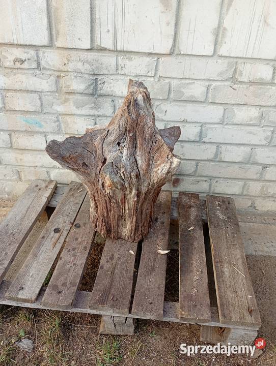 Niepowtarzalny korzeń ozdobny do ogrodu Połaniec