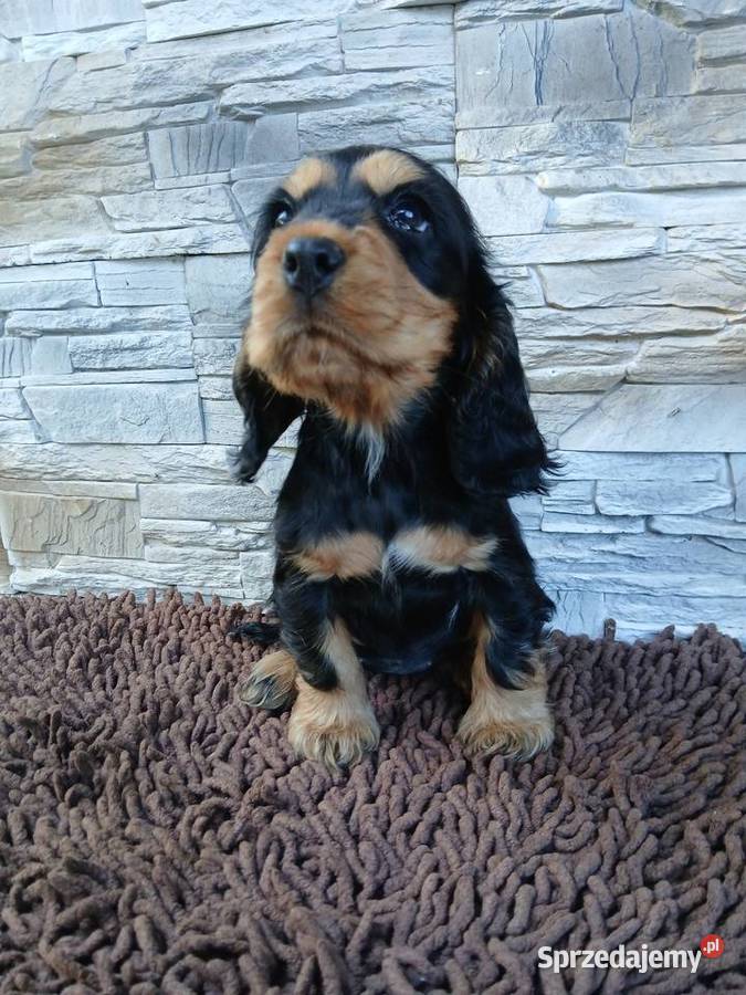 Śliczne Szczenięta Cocker Spaniel Angielski Sieradz
