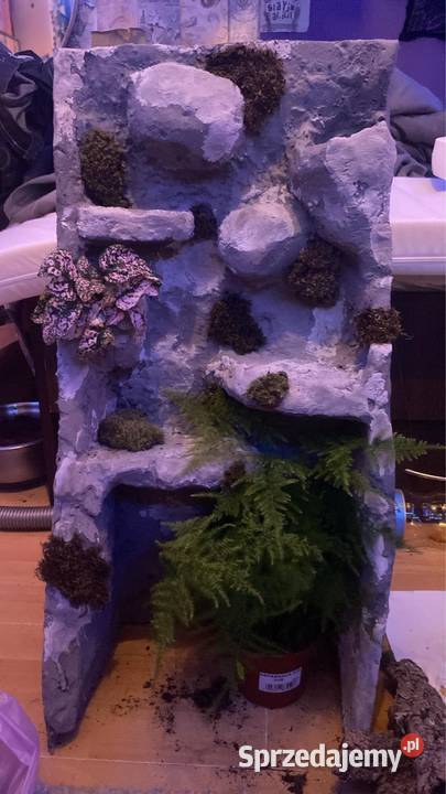 gekon orzęsiony odmiany dalmatian z terrarium