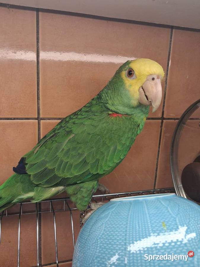 Amazonka żółtogardła Sandomierz