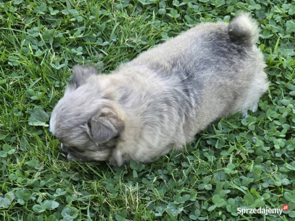 Chihuahua Liliowy Mini