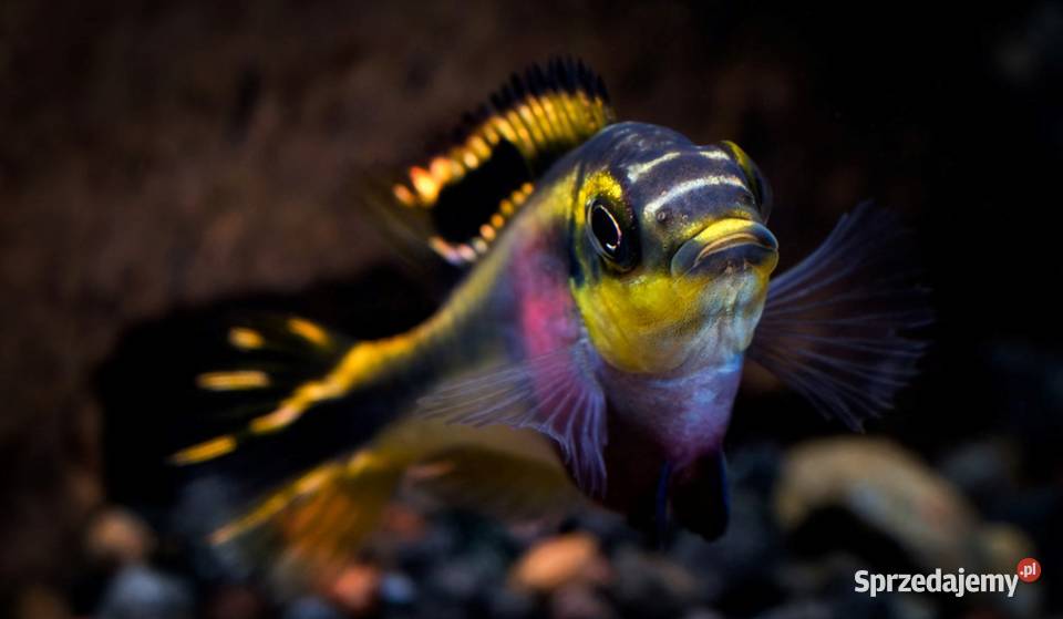 Barwniak czerwonobrzuchy Pelvicachromis pulcher