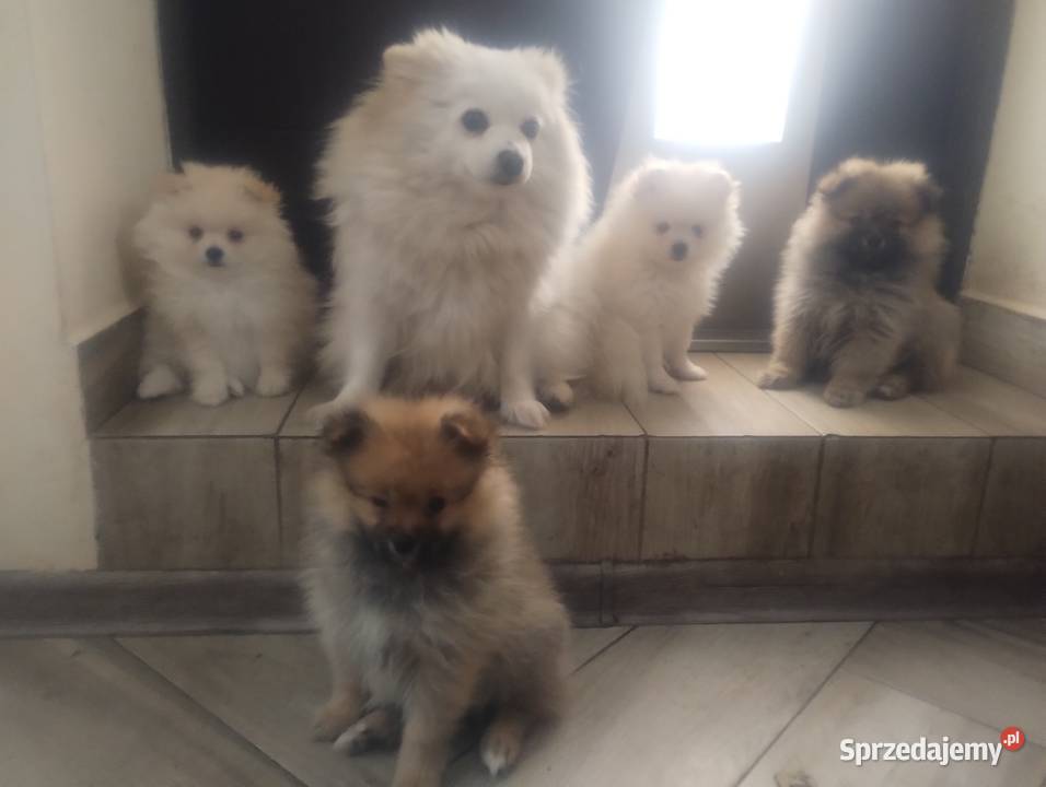 Sprzedam szpica miniaturowego Psy Radziejów