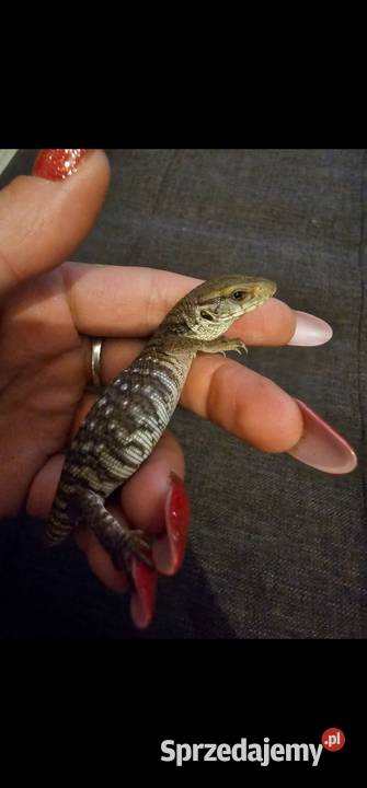 Waran stepowy maluchy zachodniopomorskie Koszalin