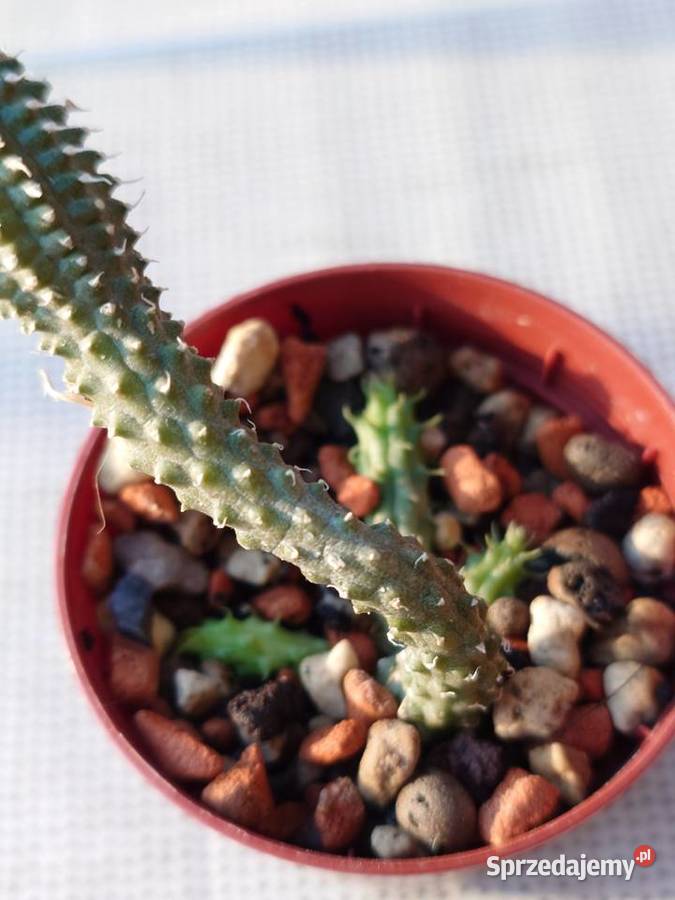 Echidnopsis chrysantha sukulent miniatura Warszawa