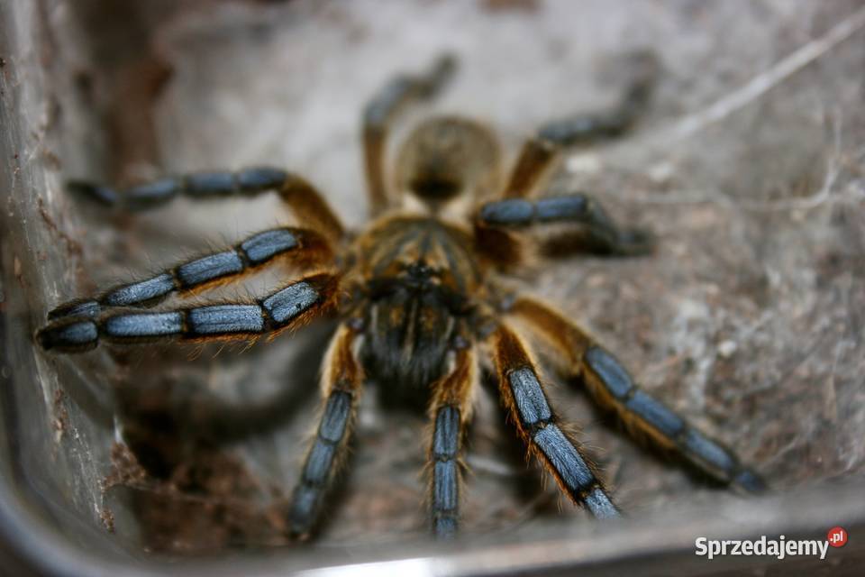 Ptasznik Harpactira pulchripes samica sub adult Sosnowiec