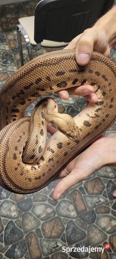 Sprzedam regiusa pastel leopard clown Chechło Drugie sprzedam