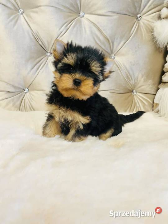 York Piękny Rey Cudeńko wymagających Wrocław