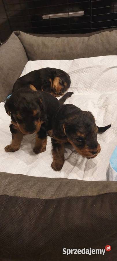 Terier Walijski szczenięta sprzedam FCI ZKwP Pozostałe Dąbrowa