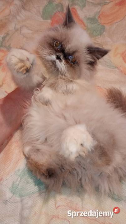 Kocięta persiki Ciechanowiec