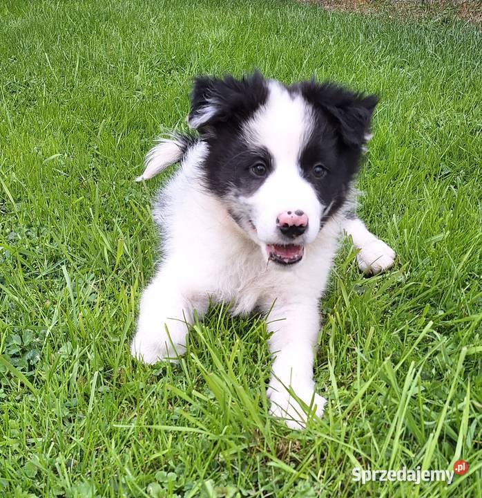 Border collie piesek do odbioru Jabłonka