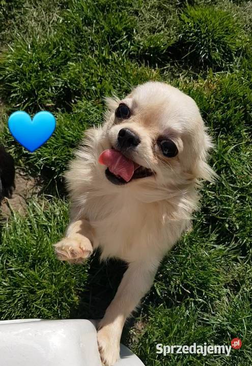 Chihuahua samczyk długowłosy FCI Zwierzęta Łódź