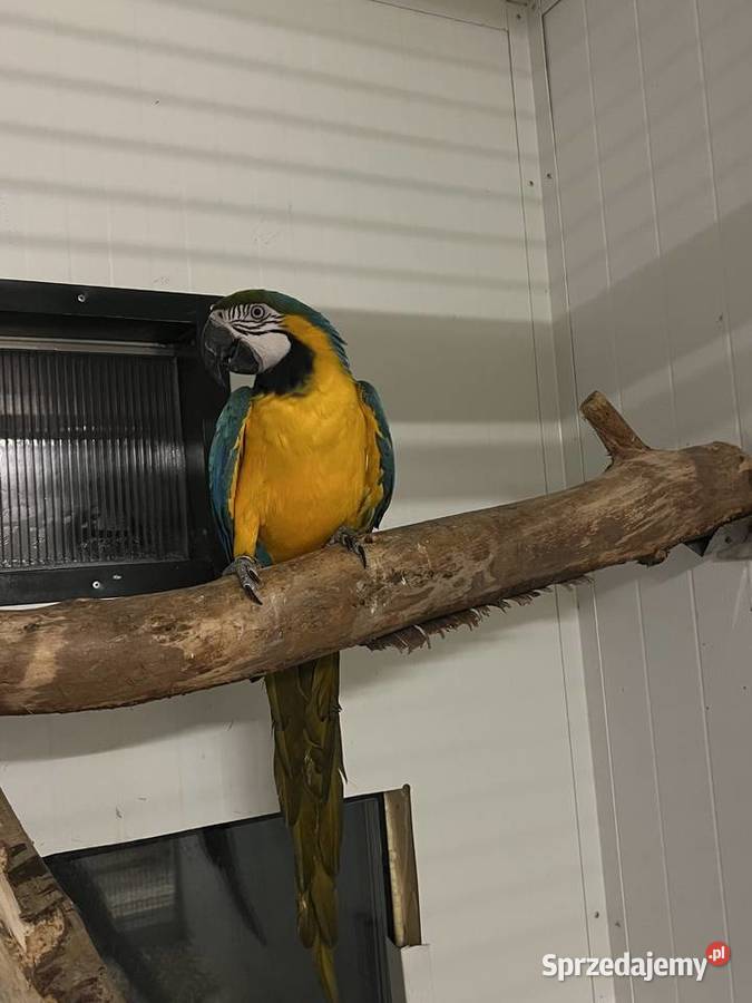 Samica ara ararauna Proszowice