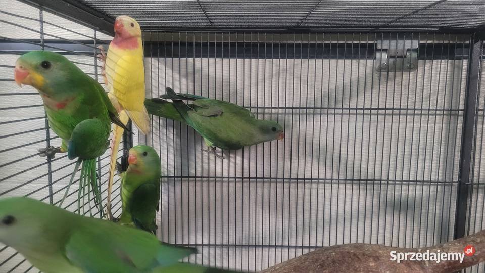 Papugi barabandy małopolskie