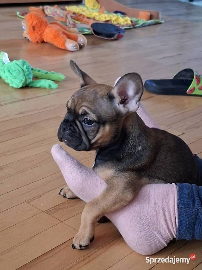 Sprzedam buldożki francuskieduczka Olsztyn