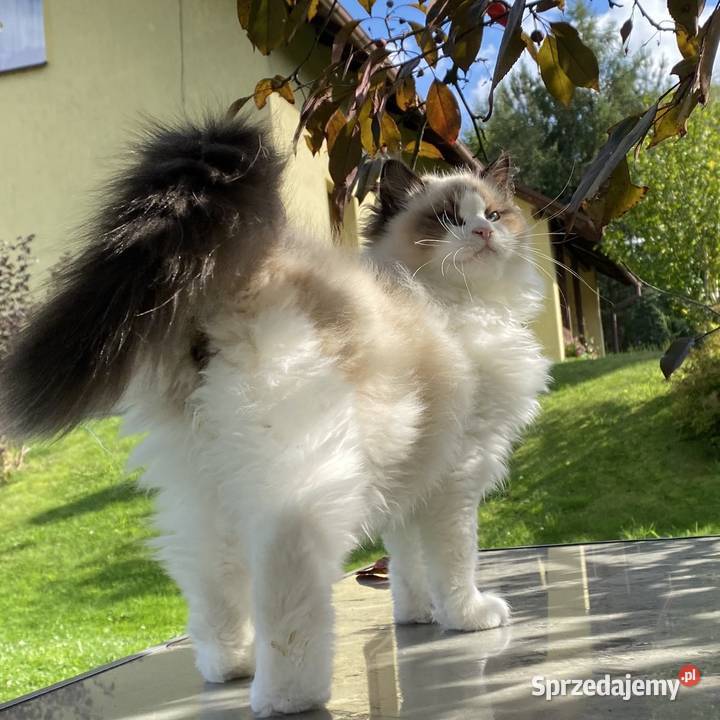 5 miesięczny kocurek kastrat ragdoll FPL Ragdoll sprzedam