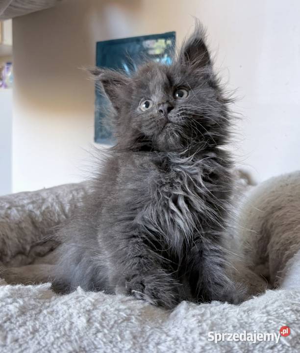 Maine Coon kocięta