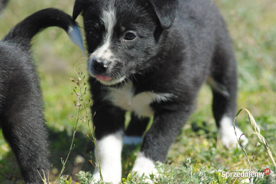 Border collie pasienie agility rajdy konne ISDS