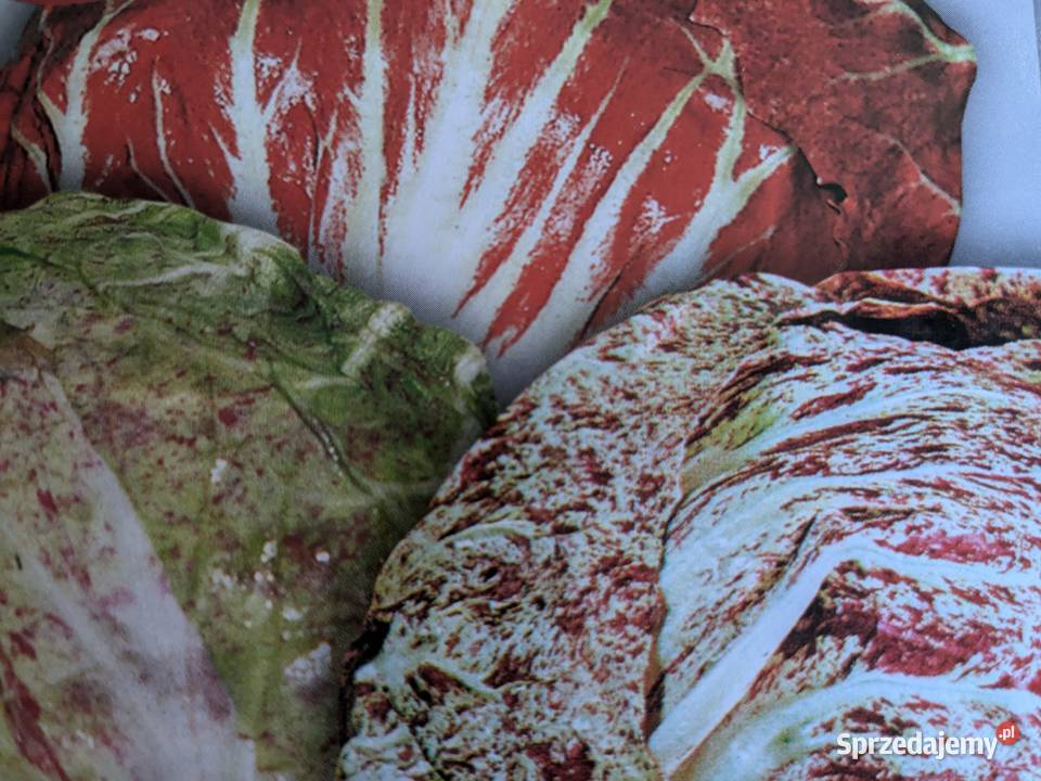 Cykoria wczesna główkowa mix nasiona małopolskie Kraków sprzedam