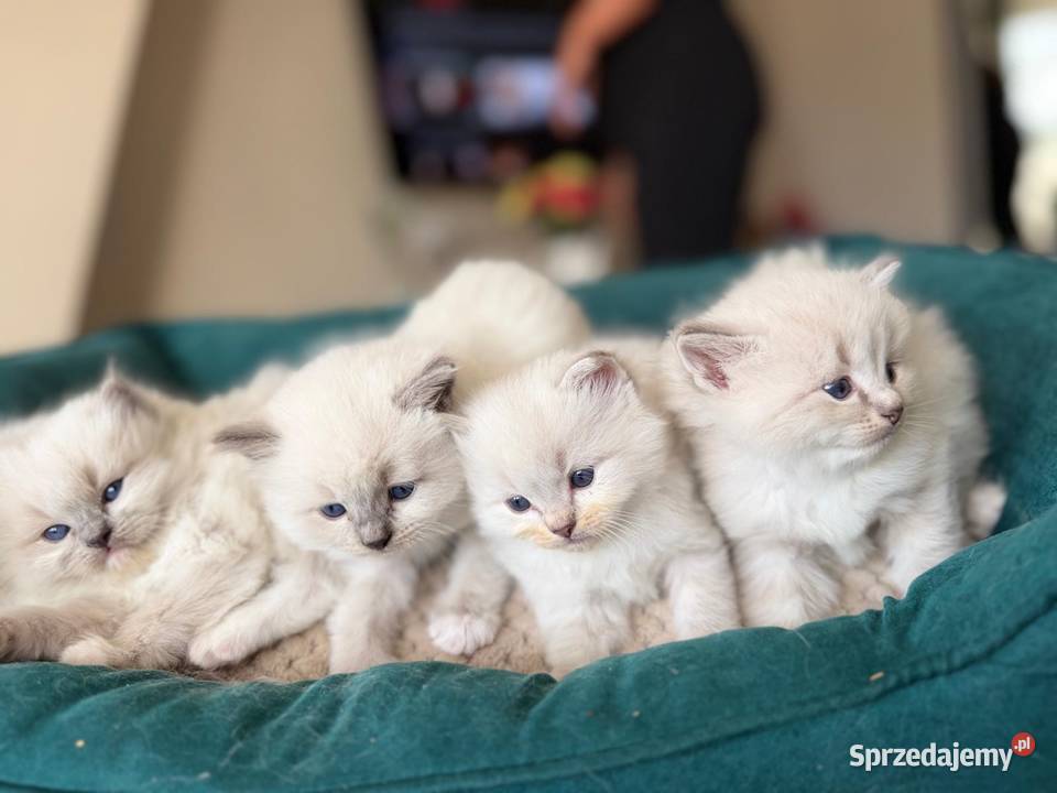 Kocurek ragdoll Kalisz
