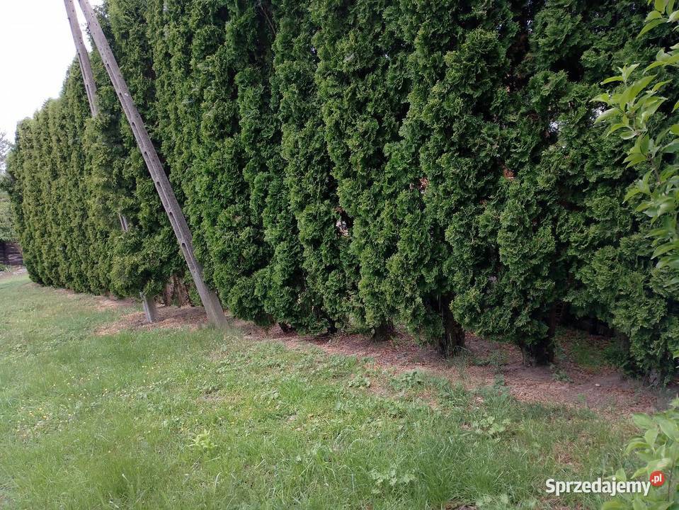 Sobiecin 38500 Jarosław działka budowlana 660 m